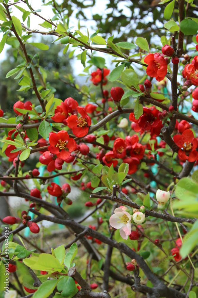 赤と白のボケの花 赤と白のボケの花