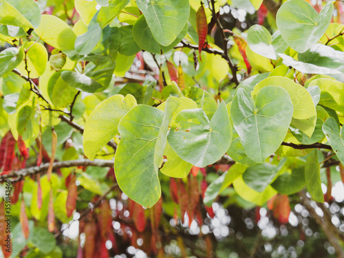 Cercis siliquastrum | Arbre de Judée au feuillage vert et cordiforme le long de rameaux pourpres photo