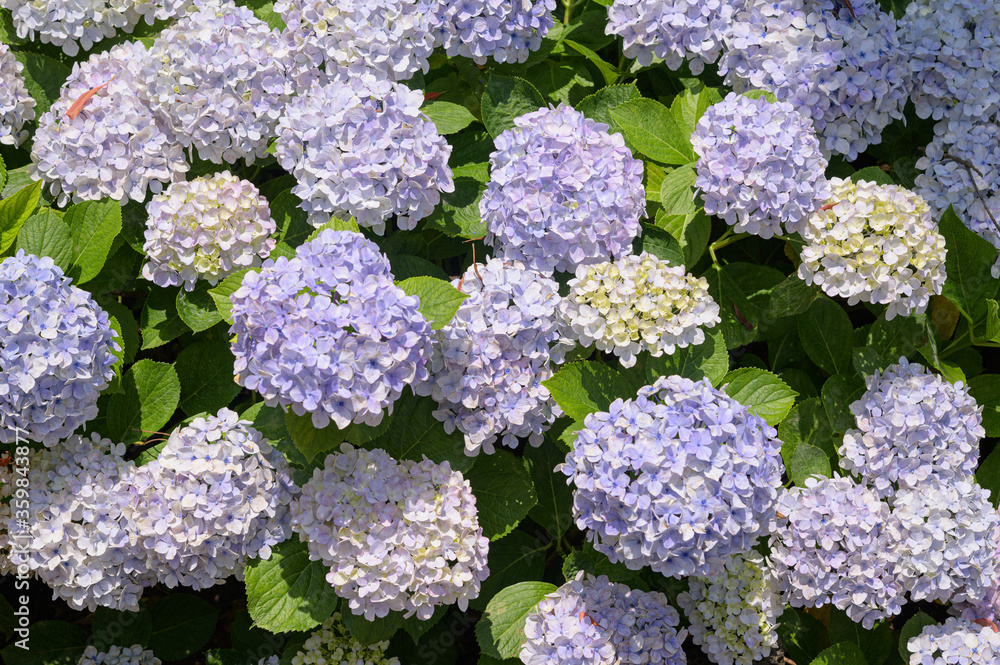 colorful hydrangeas blooming in spring and summer. colorful hydrangeas blooming in spring and summer.