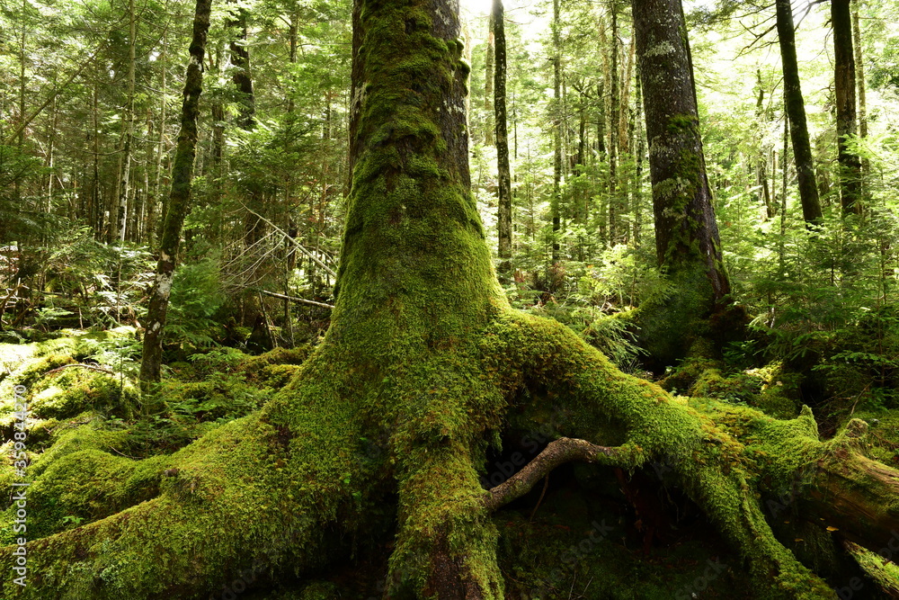 Fototapeta premium Moss covered trees in green forest.