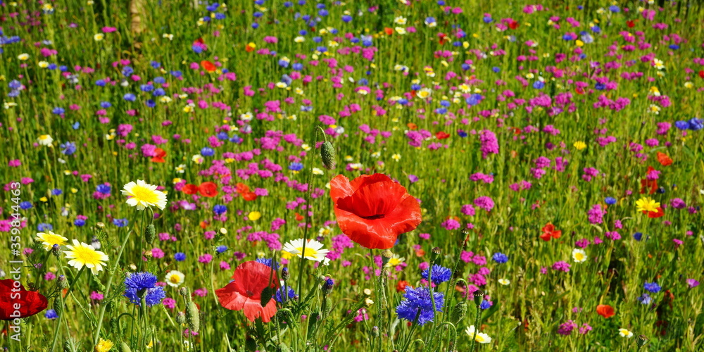 Fototapeta premium wildflower meadow in the sunshine