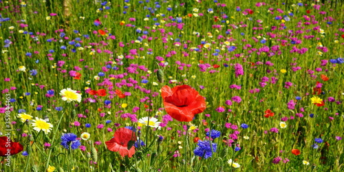 wildflower meadow in the sunshine