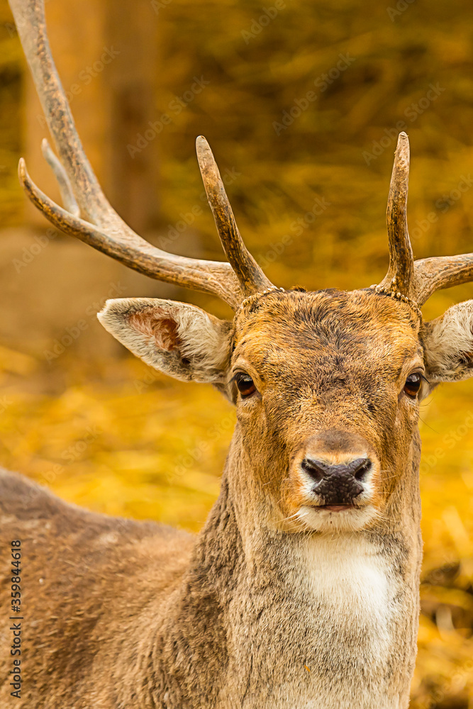 brown deer portrait looking at the camera big with branchy horns close-up brown deer portrait looking at the camera big with branchy horns close-up