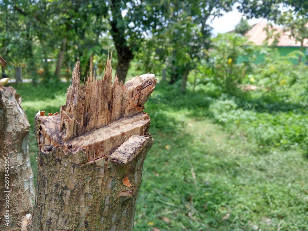 Large log in rural woodland countryside in Yogyakarta, indonesia