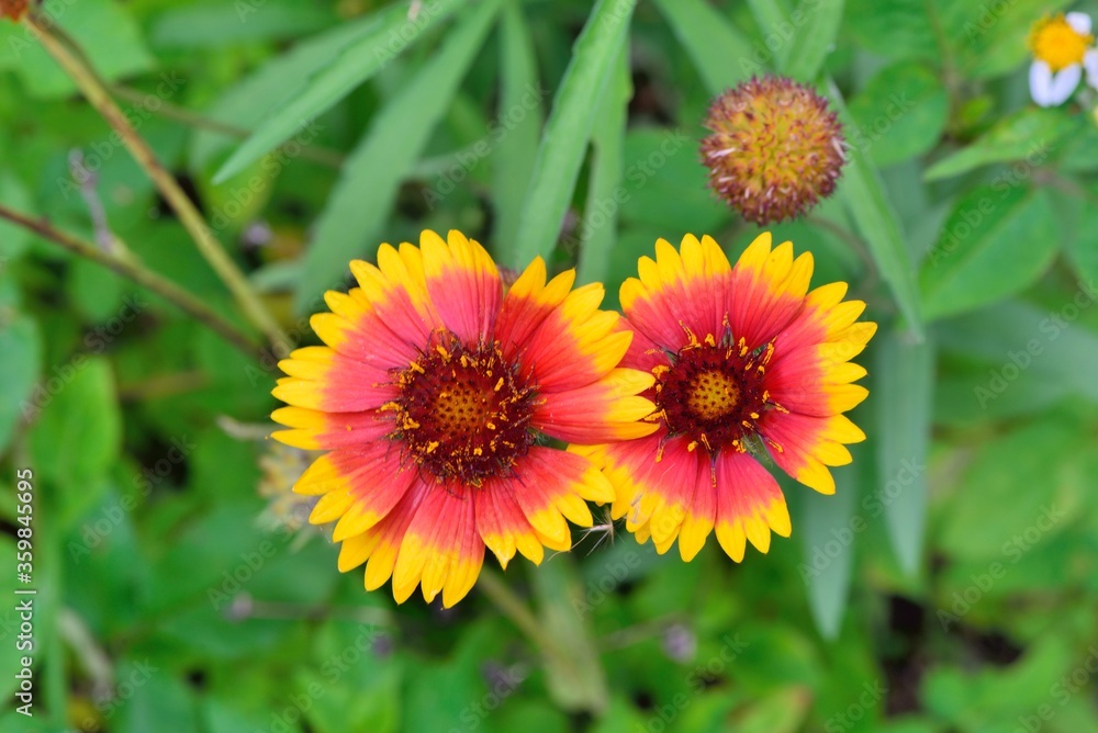 Tiger skin chrysanthemum flower(Gaillardia pulchella),in Taiwan. Tiger skin chrysanthemum flower(Gaillardia pulchella),in Taiwan.