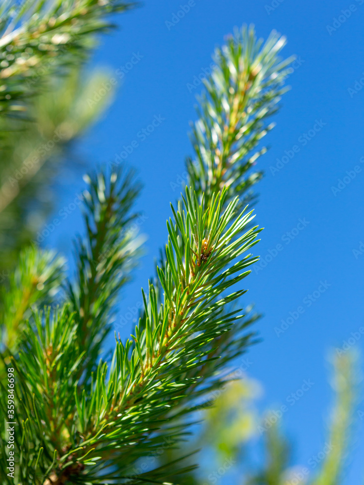 Fir branches against the blue sky Fir branches against the blue sky