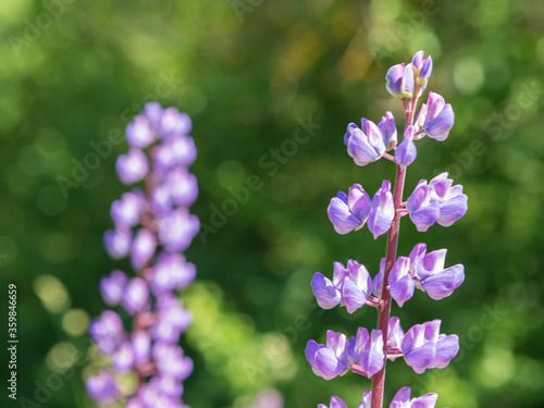 Two lupins on a background of green grass. Blurred background
