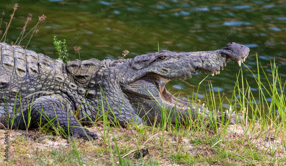 Mugger Crocodile photographed at Yala National Park Block 5 in Sri Lanka Mugger Crocodile photographed at Yala National Park Block 5 in Sri Lanka