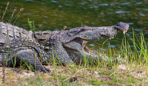 Mugger Crocodile photographed at Yala National Park Block 5 in Sri Lanka 