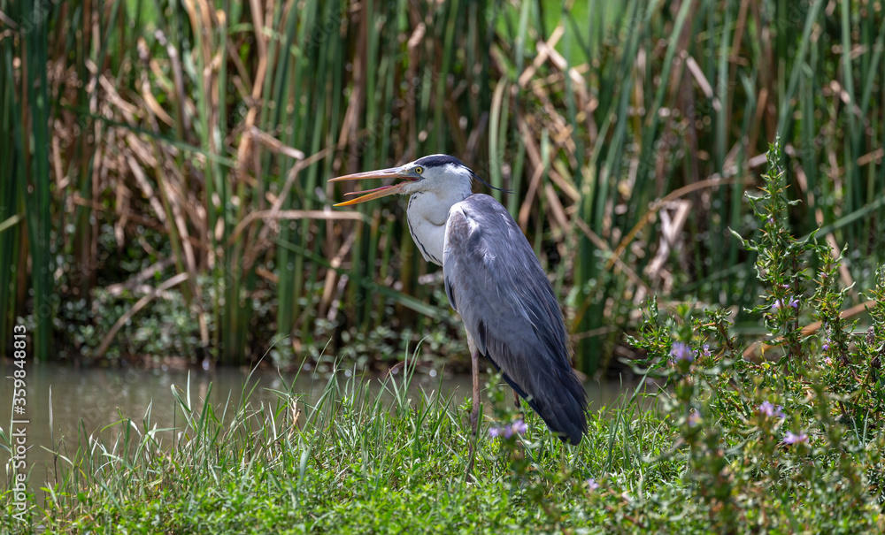 Gray Heron photographed at Bundala National Park, Sri Lanka Gray Heron photographed at Bundala National Park, Sri Lanka