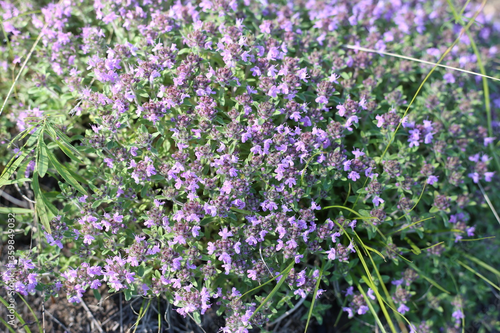 Fototapeta premium purple flowers in the grass