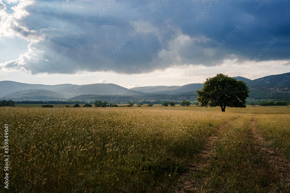 lonely old oak in a field at spring sunset