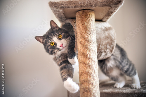 Funny striped kitten with golden eyes playing with scratcher
