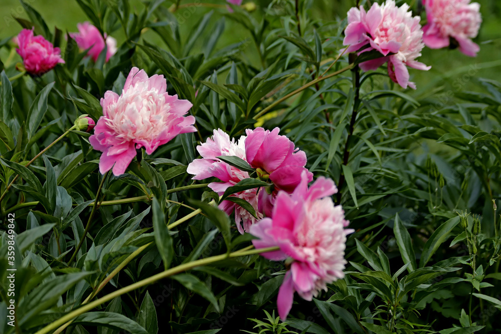pink flowers in the garden pink flowers in the garden