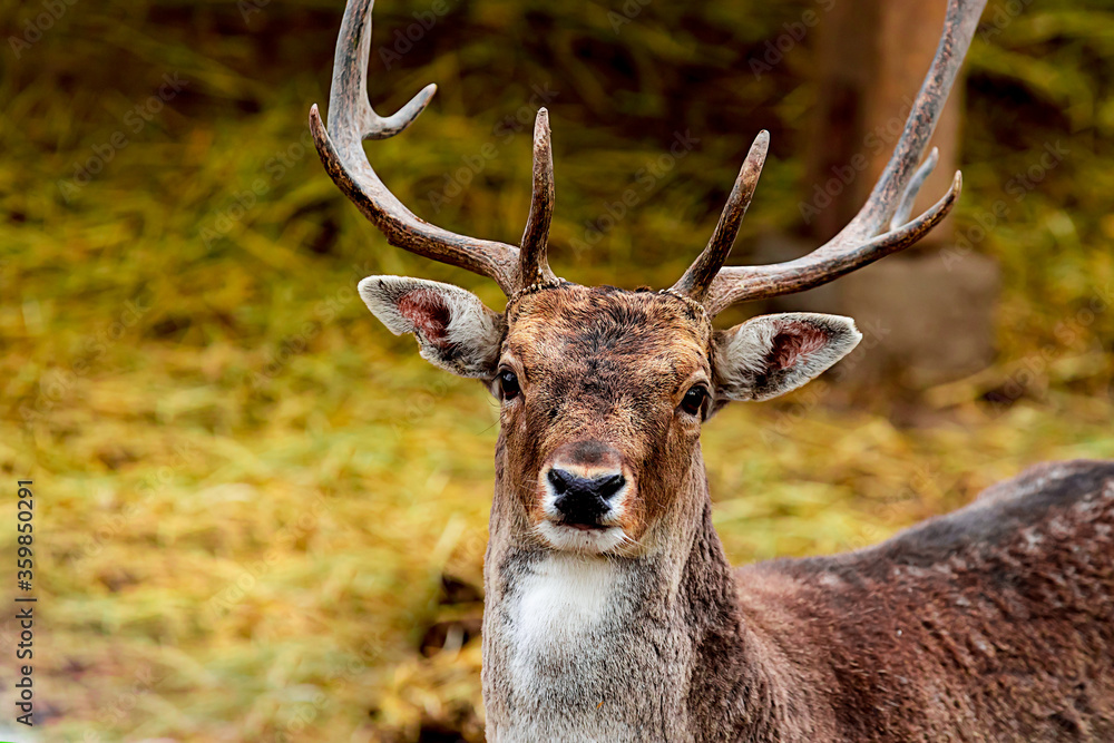 Obraz premium adult brown deer portrait with big horns, wild animal close-up