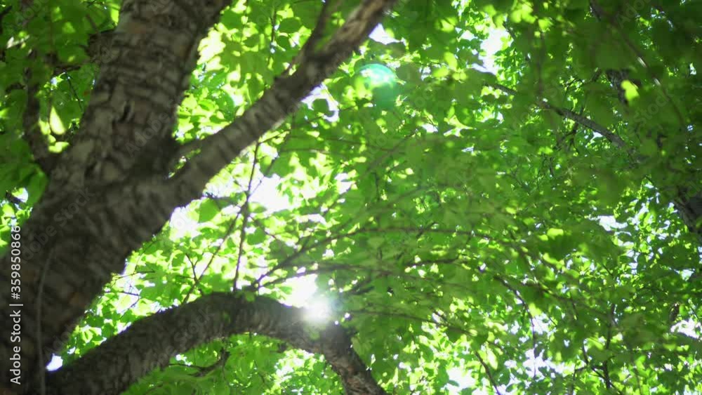 The rays of the sun break through the green leaves of trees. The sun shines through the foliage against the sky. The rays of the sun break through the green leaves of trees. The sun shines through the foliage against the sky.