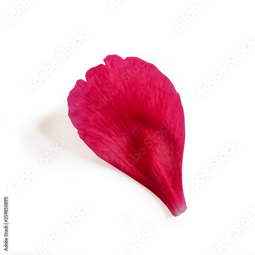 Obraz na płótnie Separate pink-magenta peony petal close-up isolated on a white background