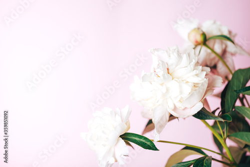 Fototapeta Naklejka Na Ścianę i Meble -  Beautiful delicate peonies on a pink background, blooming flowers, March 8, mother's day, birthday present