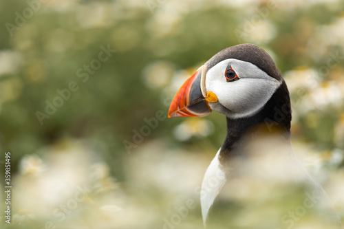 Puffin headshot surrounded by out of focus daisy flowers (mayweed) © L Galbraith