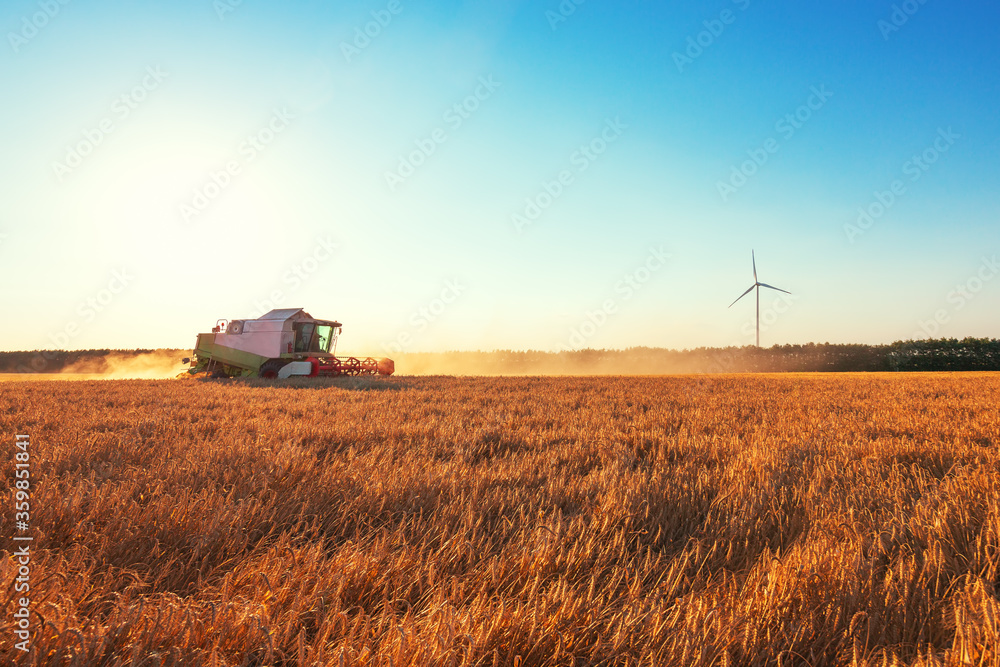Fototapeta premium Combine harvester agriculture machine harvesting golden ripe wheat field