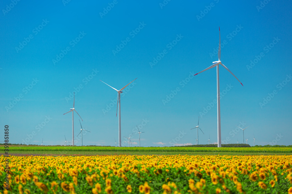 Landscape of blue sky and sunflower field with wind turbines generating electricity Landscape of blue sky and sunflower field with wind turbines generating electricity
