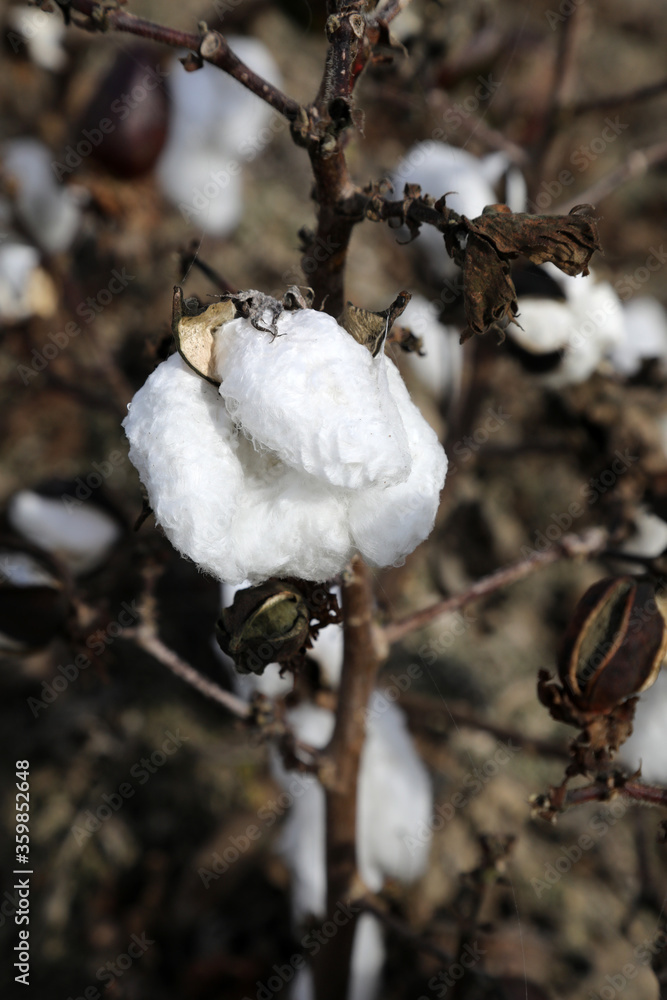Closeup of a field of cotton bushes crops in Queensland, Australia Closeup of a field of cotton bushes crops in Queensland, Australia
