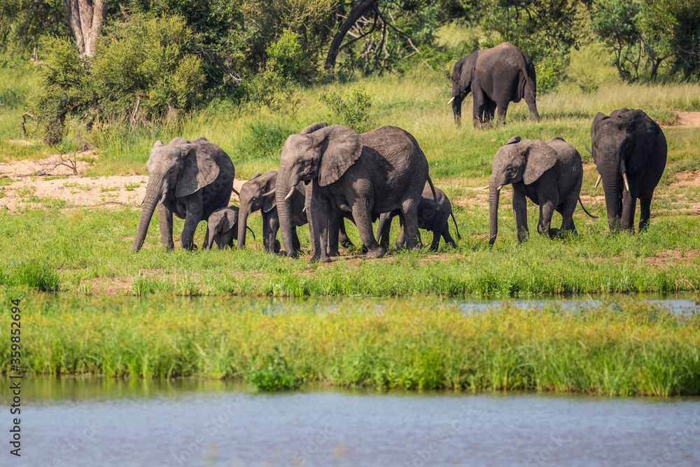 Wild african elephant close up, Botswana, Africa Wild african elephant close up, Botswana, Africa