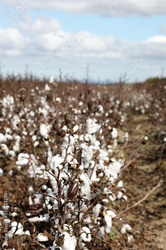 Closeup of a field of cotton bushes crops in Queensland, Australia