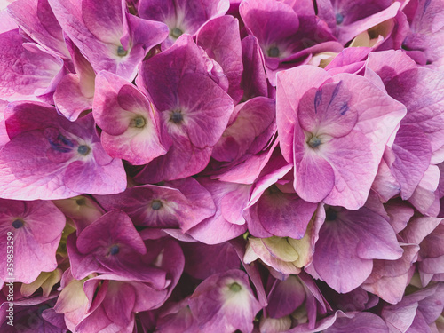 Heap of beautiful fresh purple hydrangea flowers in full bloom.