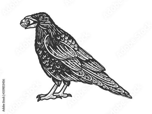crow with a nut in its beak sketch engraving vector illustration. T-shirt apparel print design. Scratch board imitation. Black and white hand drawn image.