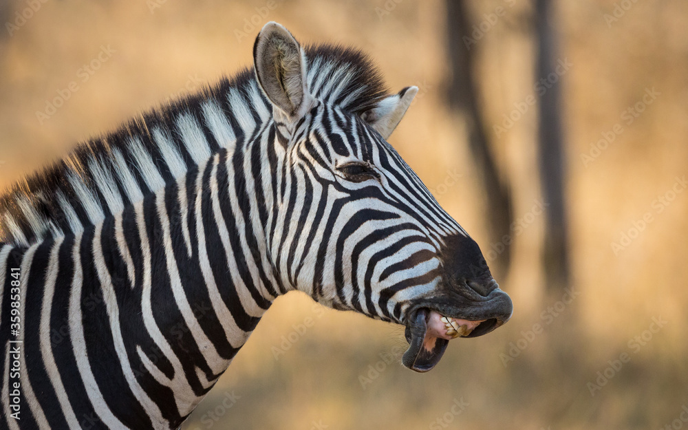 Side on close up on zebra's head with a funny smile showing teeth in Kruger Park South Africa Side on close up on zebra's head with a funny smile showing teeth in Kruger Park South Africa