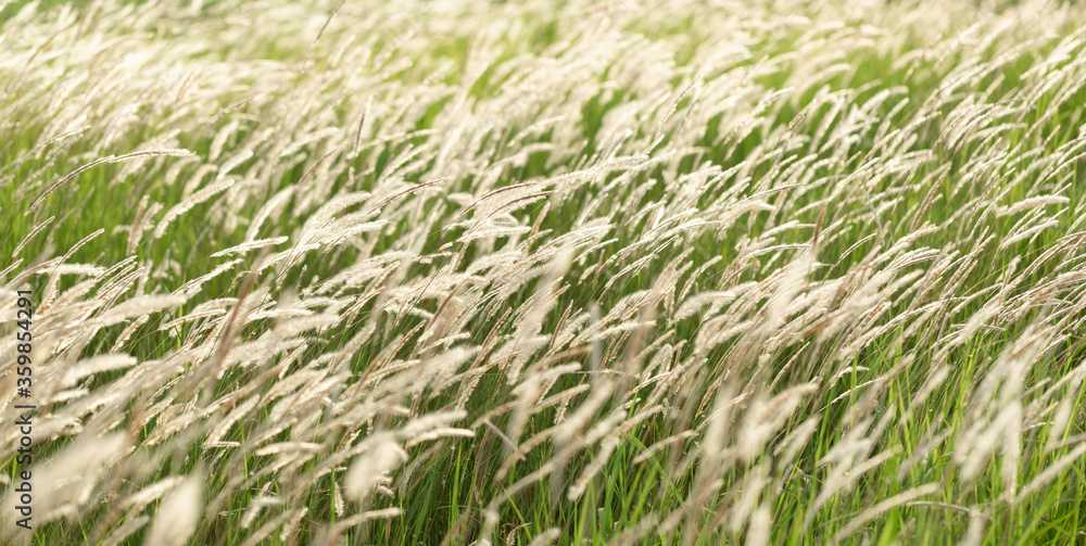 Field of beautiful grass during sunset Field of beautiful grass during sunset