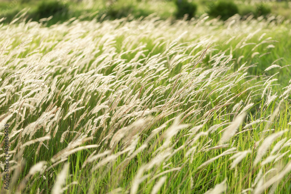 Field of beautiful grass during sunset Field of beautiful grass during sunset