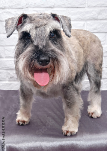 Schnauzer stands on a table on a white background and shows tongue