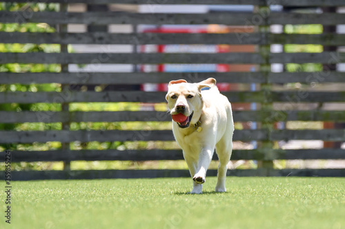 ドッグランで遊ぶラブラドールレトリバー