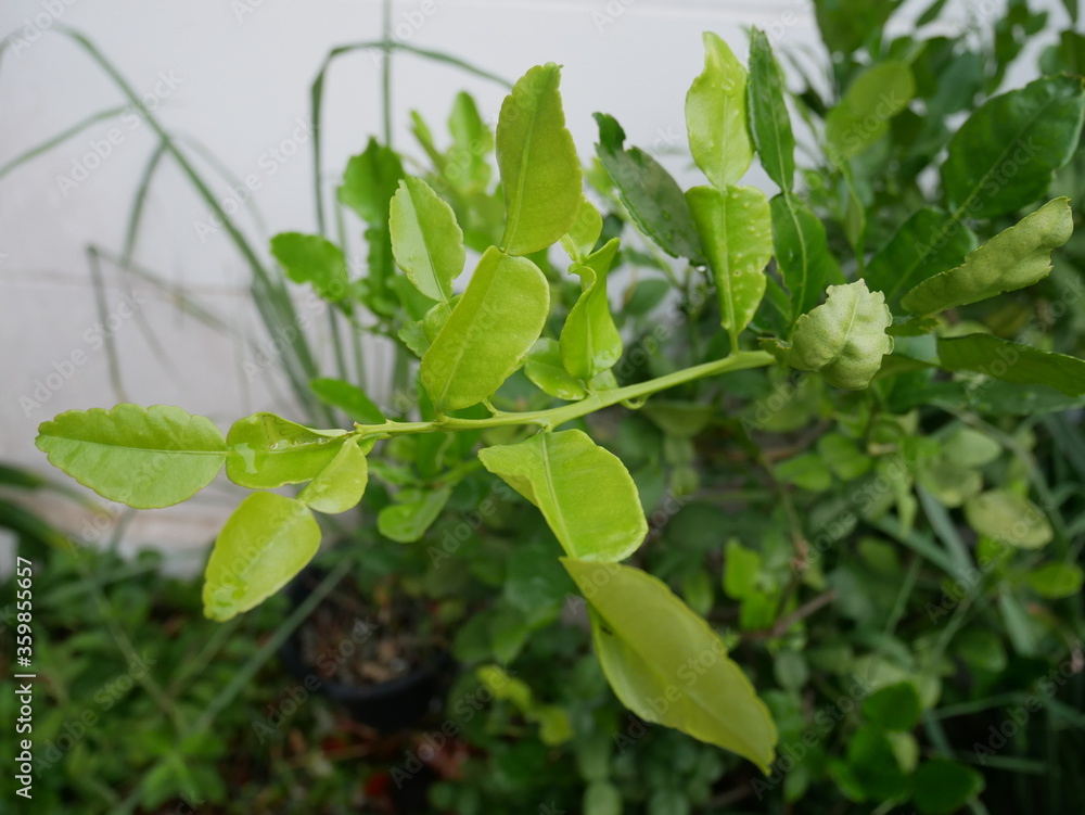 Obraz premium green leaves on the wall