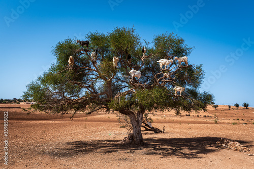 Goats on Argania Spinosa