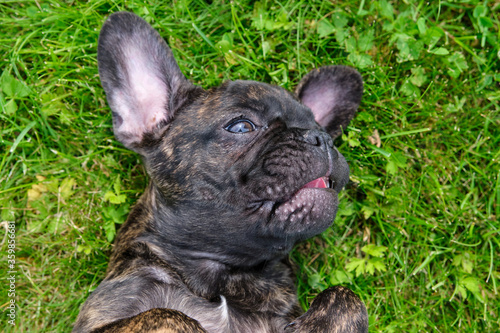 A cute puppy, brown and black French Bulldog Dog portrait, lies on her back in the grass with a cute expression in the wrinkled face