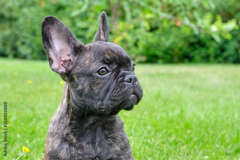 A head of an adorable brown and black brindle French Bulldog Dog puppy, against a natural background