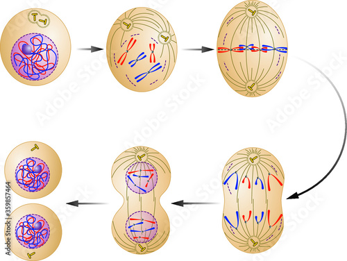 Cell division. Mitosis. Vector scheme