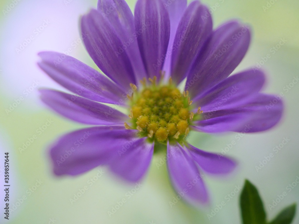 Closeup purple petals daisy flower plants in garden with green blurred background ,macro image sweet color ,soft focus ,bud flower for card design