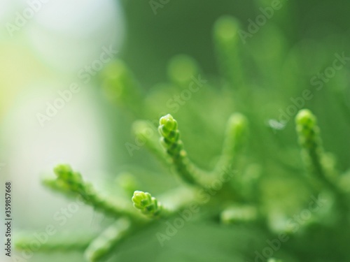 Closeup macro green leaf of pine tree in garden with green blurred background ,soft focus ,sweet color, nature leaves for card design © Suganya