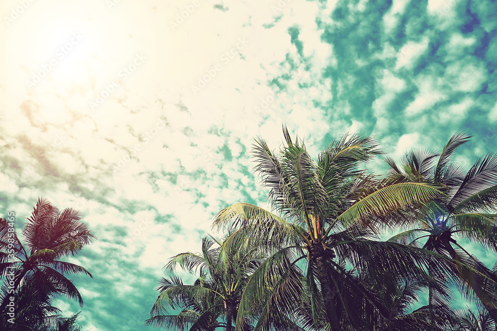 Vintage style coconut palm tree on tropical beach with blue sky