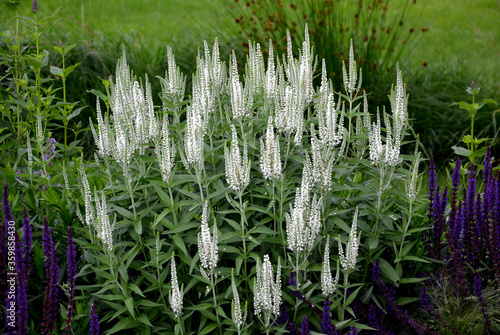 Compact, undemanding, medium-high perennial. Unusual, pure white flowers that are also suitable for cutting and will last a long time in a vase. Use in mixed perennial plantings