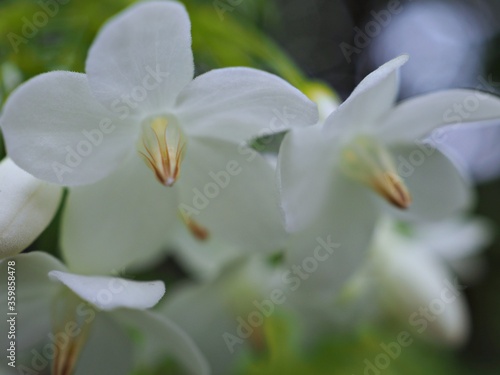 Closeup white petals of water jasmine flowers plants in garden with green blurred background ,macro image, soft focus for card design
