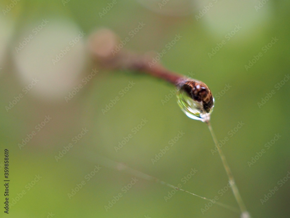Closeup water drops on green leaf with blurred background ,macro image ,dew on nature leaves , droplets in forest ,yellow flower with drops of water, soft focus for card design Closeup water drops on green leaf with blurred background ,macro image ,dew on nature leaves , droplets in forest ,yellow flower with drops of water, soft focus for card design