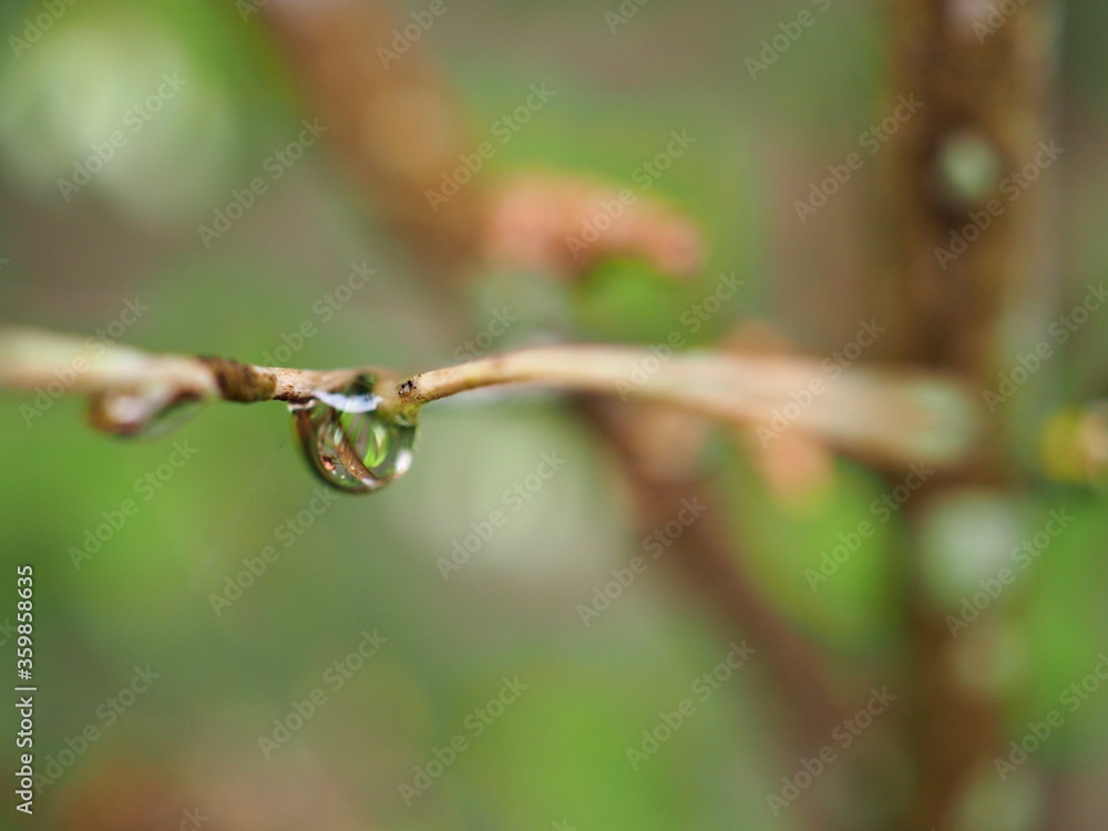 Closeup water drops on green leaf with blurred background ,macro image ,dew on nature leaves , droplets in forest ,yellow flower with drops of water, soft focus for card design Closeup water drops on green leaf with blurred background ,macro image ,dew on nature leaves , droplets in forest ,yellow flower with drops of water, soft focus for card design