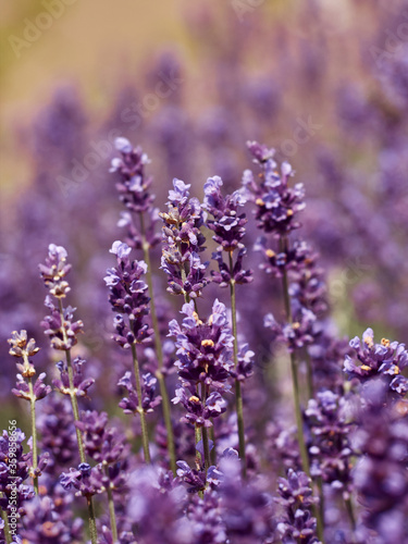 Soft focus on lavender flowers in flower garden.