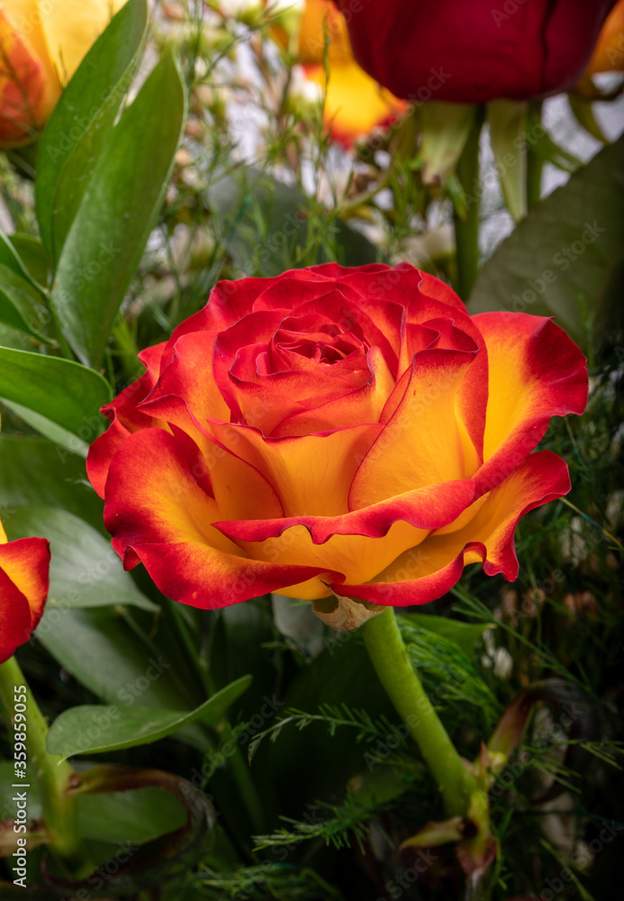 beautiful bouquet of colorful roses beautiful bouquet of colorful roses