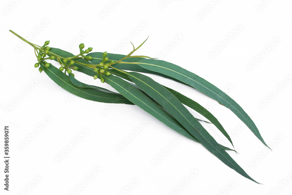 Fototapeta premium Eucalyptus branch and leaves on white background.Eucalyptus leaves and seeds.